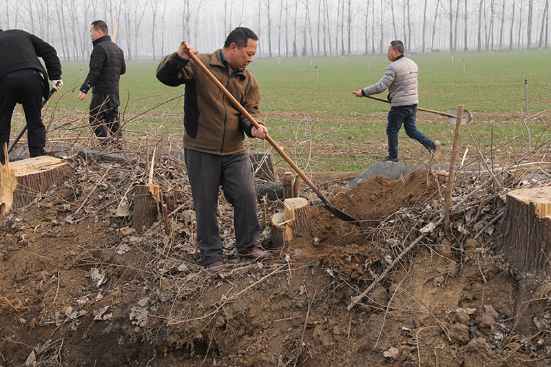 博農(nóng)集團領導、基層黨政負責人等同志積極參加植樹活動